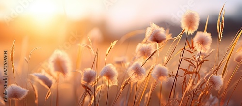 Sunset light illuminates the delightful blossoms of the grass © 2rogan