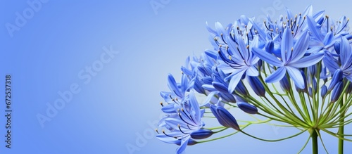 The Agapanthus flower displays a vibrant shade of blue photo