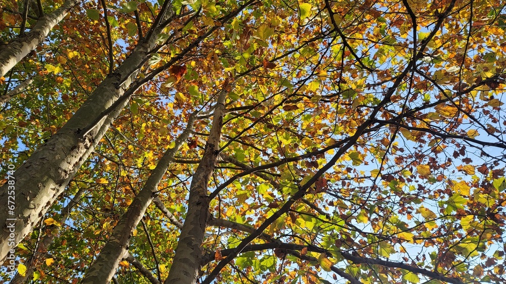 Japanese autumn leaves/beautiful trees and leaves/日本の秋の紅葉/美しい木々・葉/일본의 가을 단풍/아름다운 나무・잎 Japanese autumn leaves/beautiful trees and leaves/日本の秋の紅葉/美しい木々・葉/일본의 가을 단풍/아름다운 나무・잎