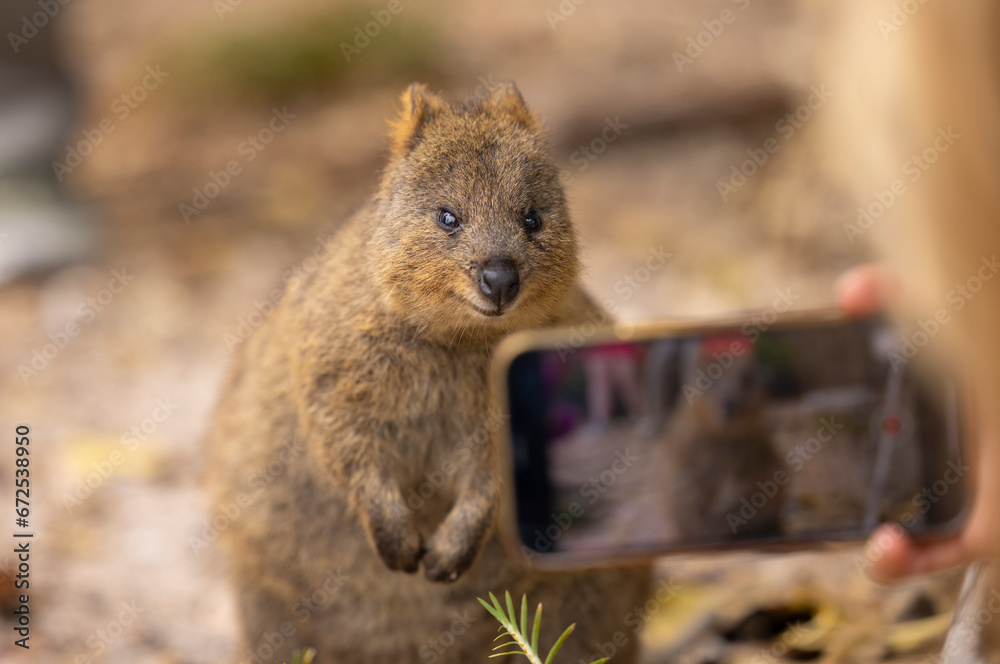Fototapeta premium Quokka marsupial animal with tourists taking selfie photos, located in natural habitat on Rottnest Island, western Australia