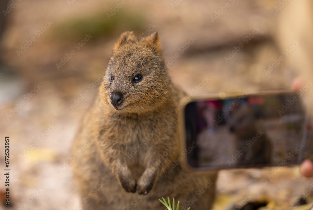 Quokka marsupial animal with tourists taking selfie photos, located in natural habitat on Rottnest Island, western Australia Quokka marsupial animal with tourists taking selfie photos, located in natural habitat on Rottnest Island, western Australia