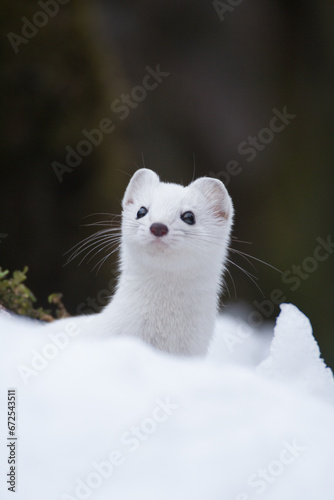 Ermine (Mustela erminea) Ermellino photo