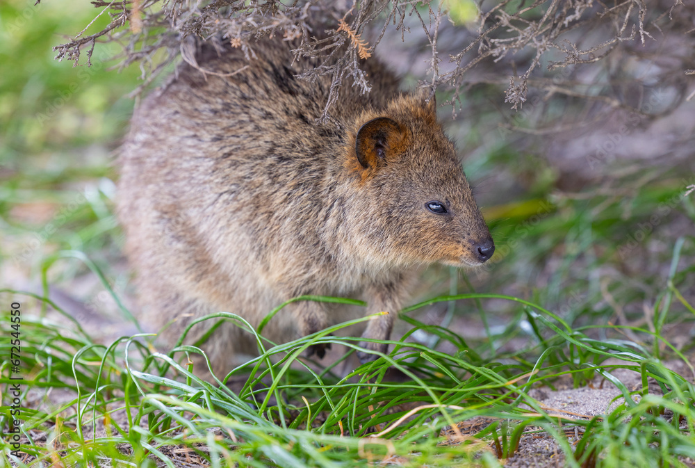 Close up of a Quokka, small marsupial macropod animal, located in natural habitat on Rottnest Island, western Australia Close up of a Quokka, small marsupial macropod animal, located in natural habitat on Rottnest Island, western Australia