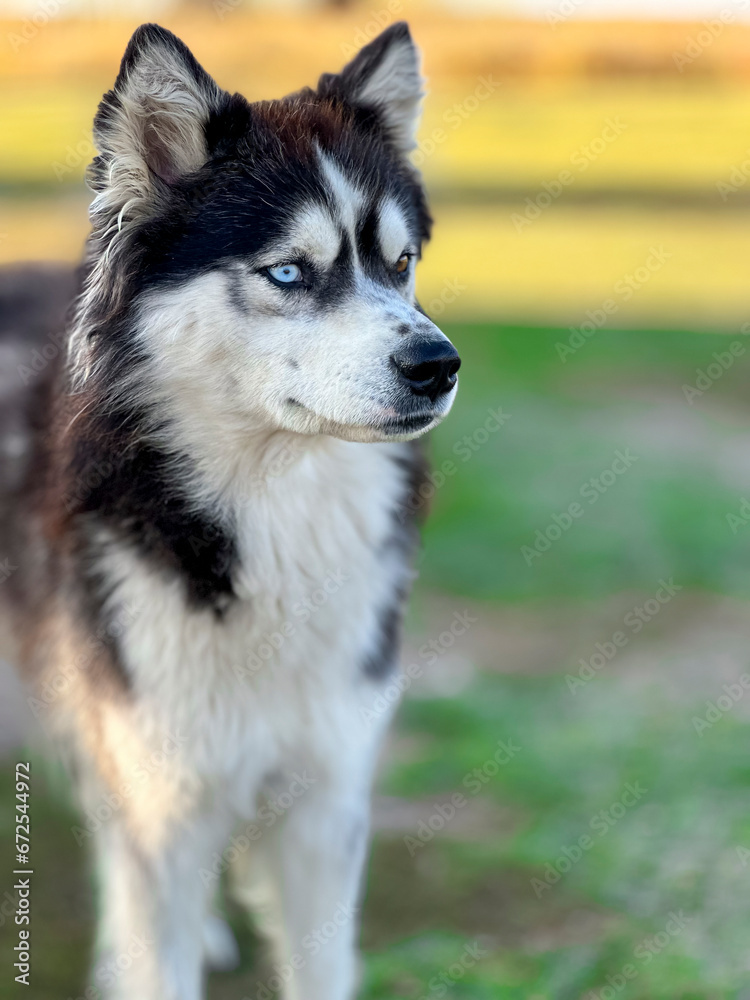 The looks, cute stance and observation of the wolf dog breed