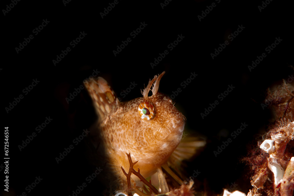 Obraz premium Blenny black background