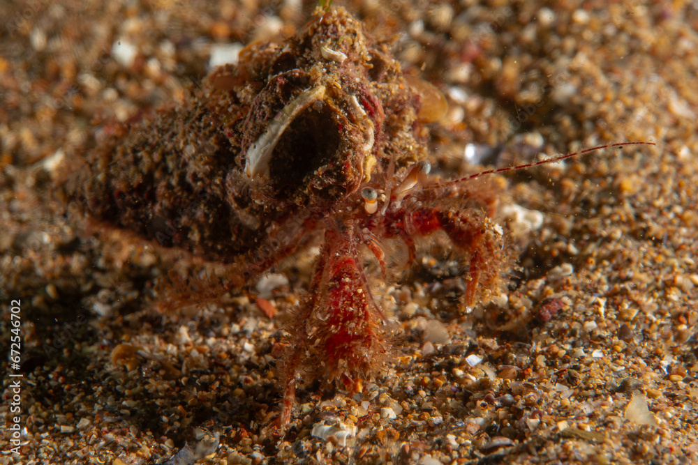 crab carrying its house on its back crab carrying its house on its back