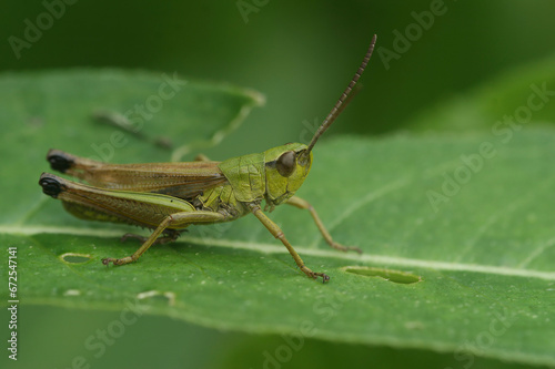 Closeup on the European meadow grasshopper, Pseudochorthippus parallelus