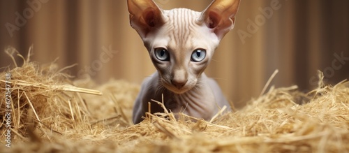 Peterbald the adorable oriental cat with short hair can be found lounging on the hayloft photo