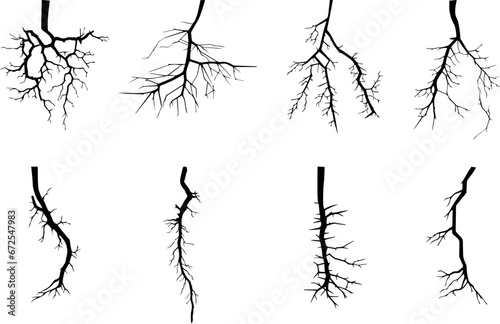 Set of plant root element vectors. Illustration design of taproot, and fibrous root or adventitious roots photo