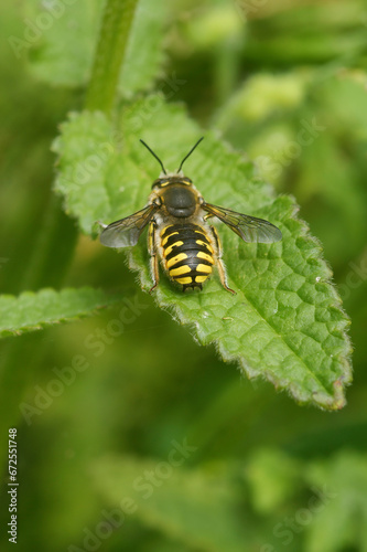Dorsal view on a male wasp mimicking European, large, wool carder bee, Anthidium manicatum © Henk