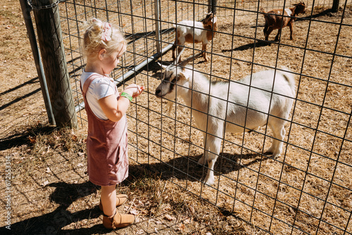 Obraz na plátne Little girl feeding goats at petting zoo during autumn