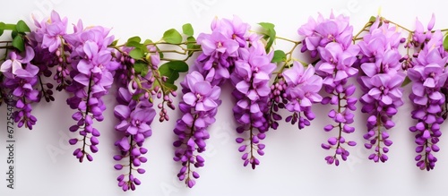 The beautiful blossom of the wisteria plant consists of stunning purple petals