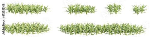 set of bushes  3D rendering  isolated on a transparent background. Perfect for illustration  digital composition  and architecture visualization