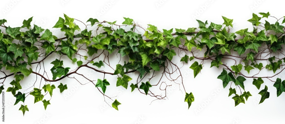 White background with a lurking presence White background with a lurking presence
