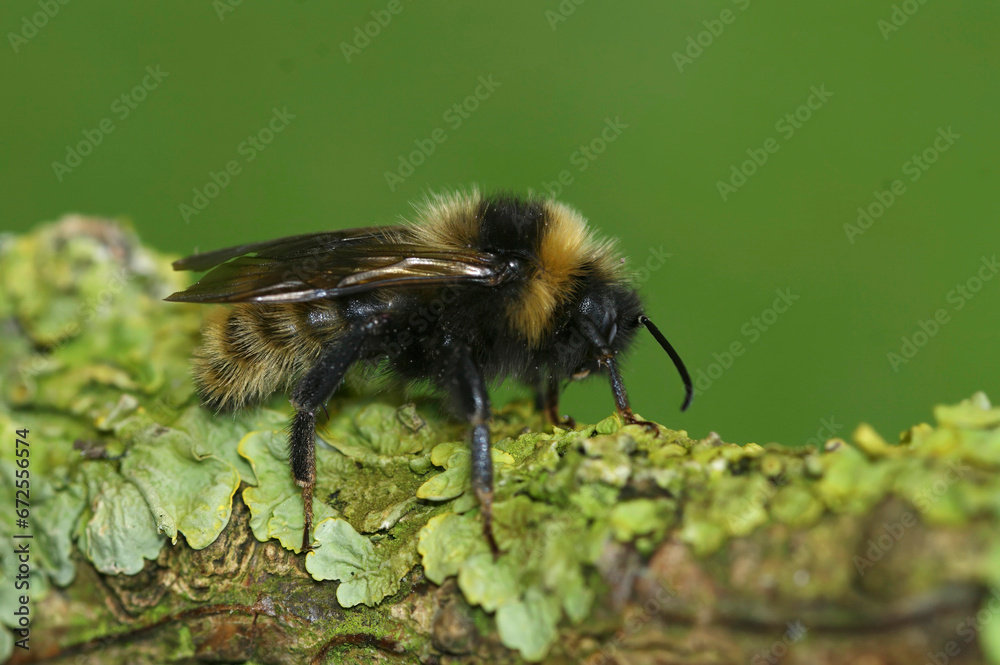Closeup on a cleptoparasite Field cuckoo-bee , Bombus campestris sitting on a twig Closeup on a cleptoparasite Field cuckoo-bee , Bombus campestris sitting on a twig