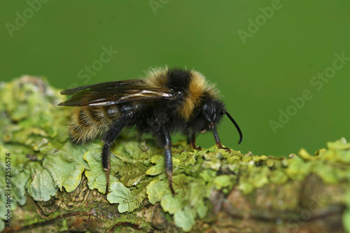 Closeup on a cleptoparasite Field cuckoo-bee , Bombus campestris sitting on a twig