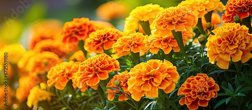 The background of summer is adorned with marigold flowers in shades of orange and yellow on a flowerbed photo