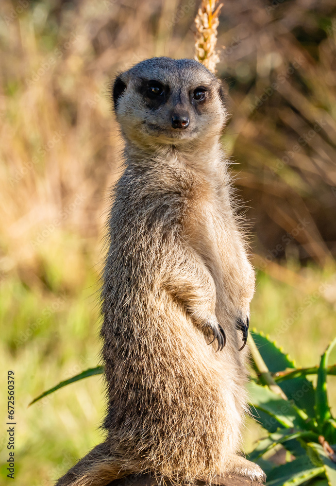 Fototapeta premium Meerkat lookout in Tenikwa Wildlife Rehabilitation and Awareness Centre, South Africa