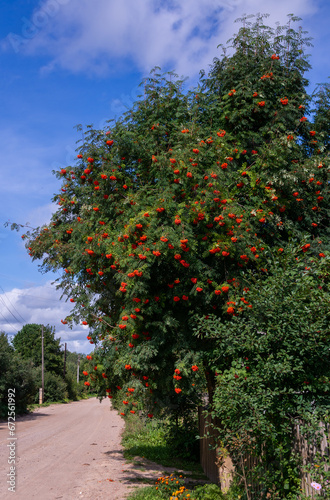 Ashberry. Ripe bright orange clusters of mountain ash on the branches.