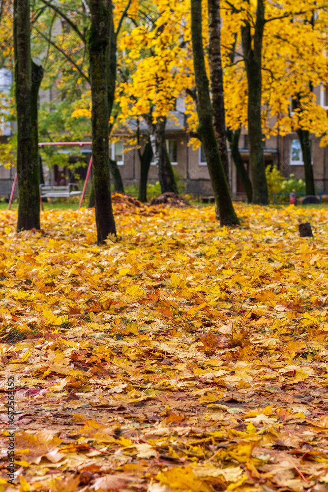 Shot of the colorful autumn trees. Nature Shot of the colorful autumn trees. Nature