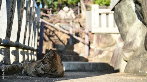 犬山成田山の猫（愛知県犬山市, 2023年10月） photo