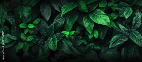Plants possess stunning foliage in shades of vibrant green © 2rogan