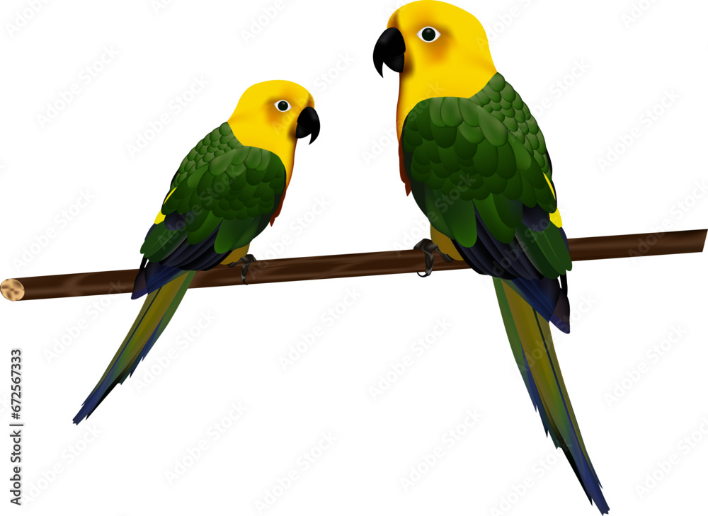 Fototapeta premium two parrots on white background