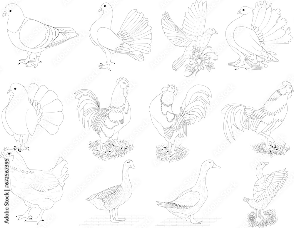 Fototapeta premium set of birds line art design