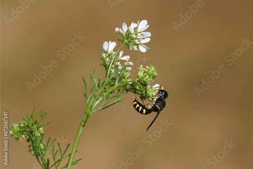 Close up wasp Ectemnius, family Crabronidae. On flowers of Coriander, cilantro (Coriandrum sativum), family Apiaceae. June, Netherlands photo