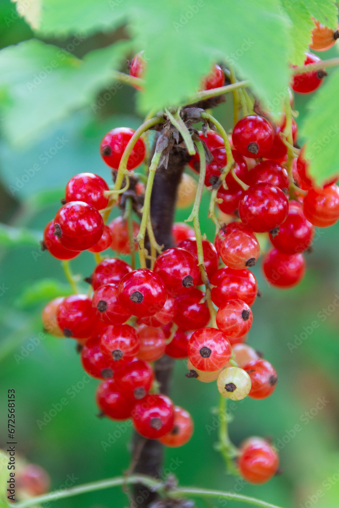 Large ripe red currant berries ripened on the garden plot.