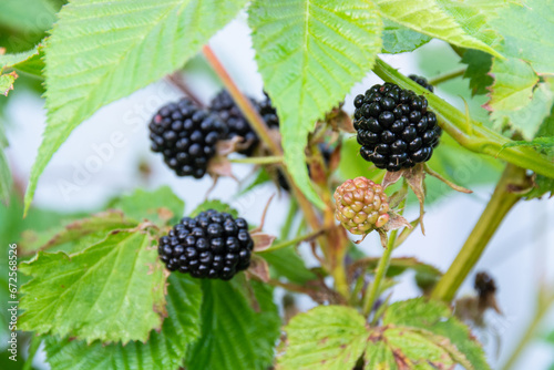 At the dacha, a large, juicy blackberry has ripened.
