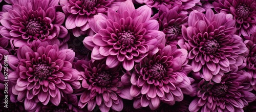 The chrysanthemums have a varied and dark purple background