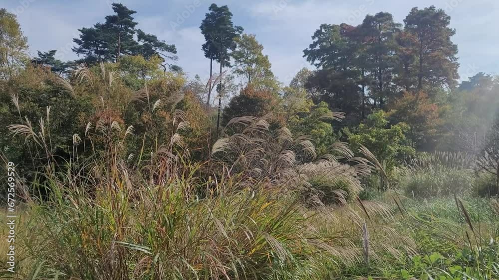 自然の中で揺れるススキ/자연 속에서 흔들리는 스스키/Pampas grass swaying in nature 自然の中で揺れるススキ/자연 속에서 흔들리는 스스키/Pampas grass swaying in nature