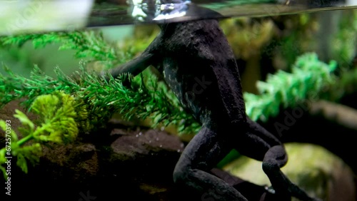 African Bullfrog Mating On Water frog in aquarium transparent water algae stones sitting frozen bulging eyes huge waterfowl disgust background nature natural life aquarium vancouver british columbia photo