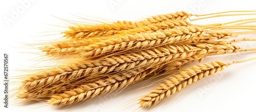 The cost of cultivating a type of grain known as barley specifically the plant species Lolium temulentum