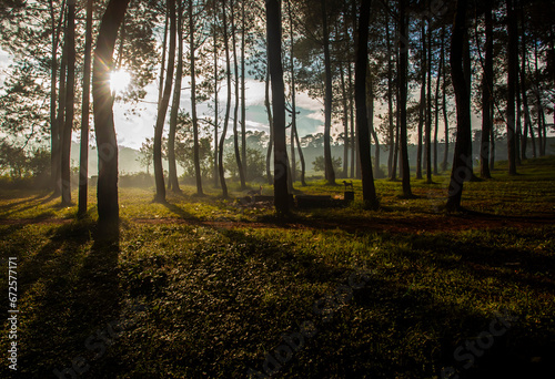 The beauty of the pine forest in the morning at sunrise in the Pangalengan area, Bandung Regency, West Java, Indonesia. photo