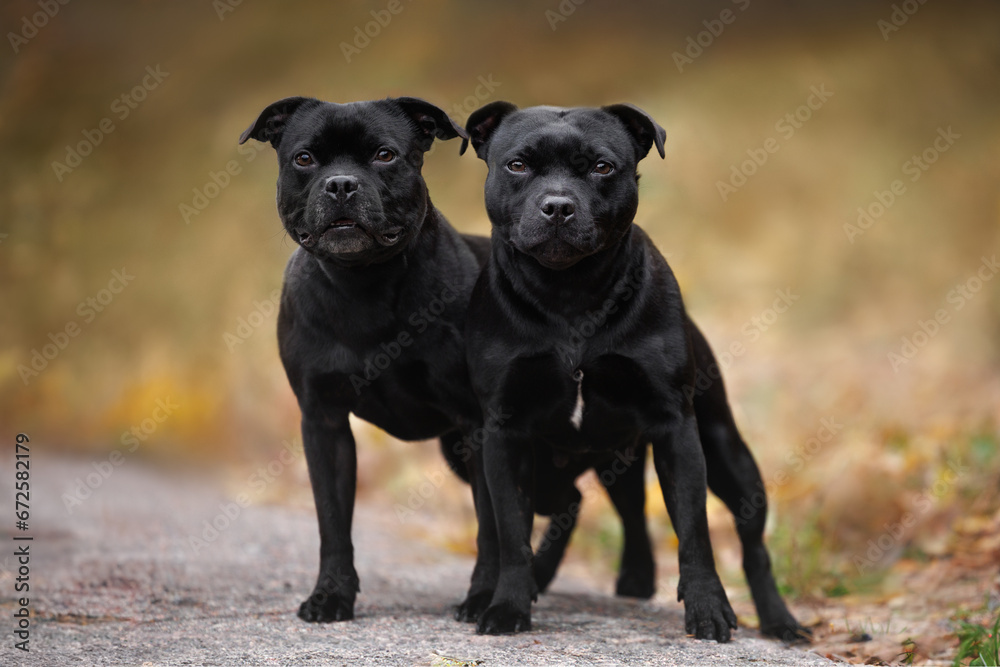 two black staffordshire bull terrier dogs standing outdoors in autumn