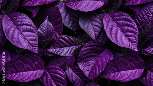 The concept of leaves with purple leaves  abstract  tropical leaves  natural background