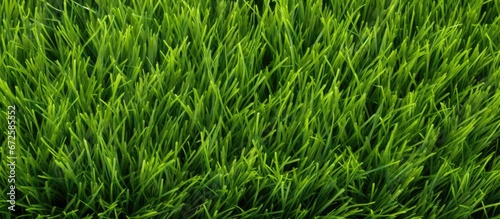 Texture of grass that is green taken from a field