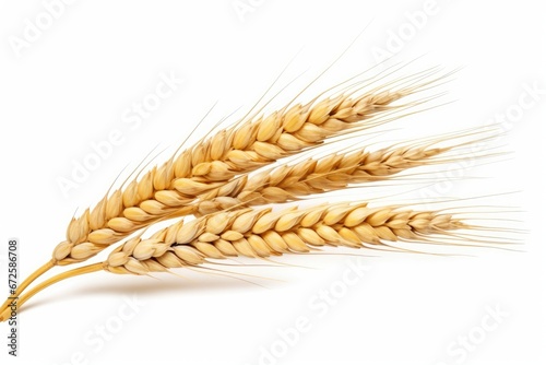 an ear of wheat isolated on white background