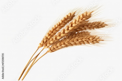 an ear of wheat isolated on white background