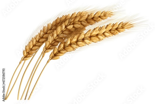 an ear of wheat isolated on white background