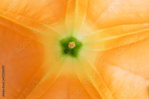 A macro image of a bright yellow flower with the stigma in the centre.