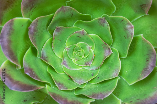 Close up of a green succulent plant with leaves making up concentric circles.