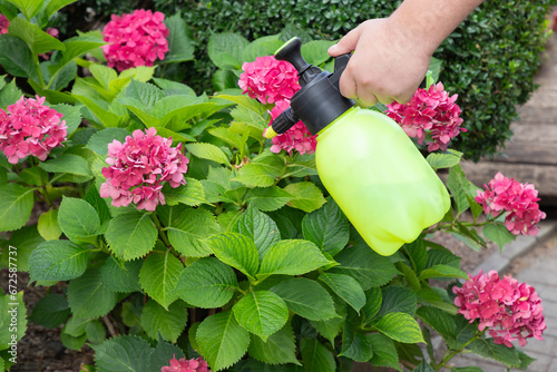 Gardener's hand holding spraying bottle. Spraying blooming hydrangeas with water or insecticides and fungicides from pests of mildew, oidium and others, taking care plants.