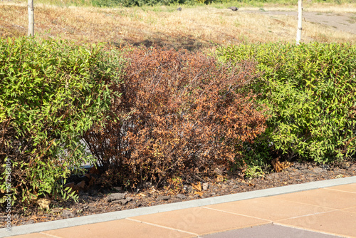 Dry dead spirea bush in a hedge. Dried red leaves.