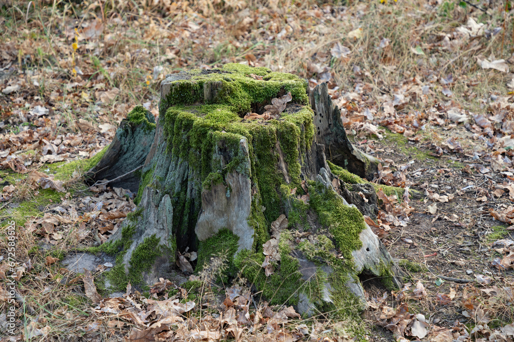 Old tree stump covered with moss in the deciduous forest. Old tree stump covered with moss in the deciduous forest.