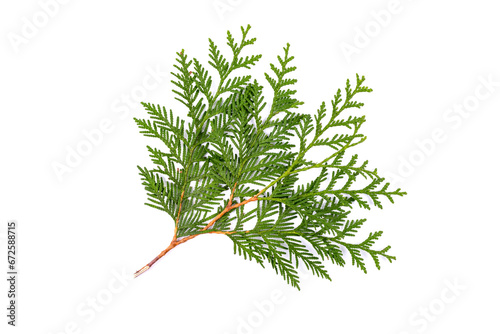 Green thuja branch isolated on white background. Item for packaging, design, mockup. photo