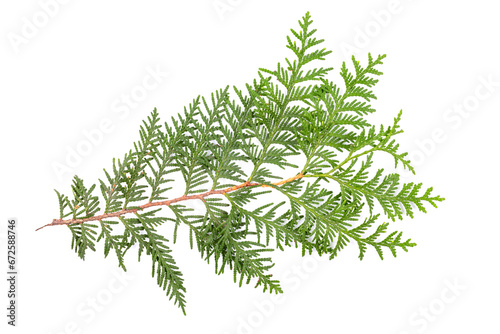 Green thuja branch isolated on white background. Item for packaging, design, mockup.