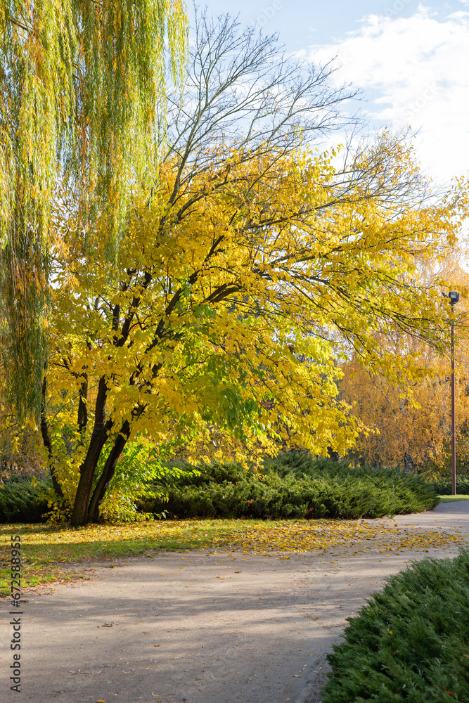 Fototapeta premium Autumn park path. Vibrant yellow color tree, red brown leaves in fall city park. Nature landscape scene.